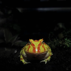 wide_frog's Avatar'