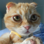 Mifu.Baddy's Avatar'