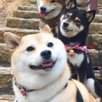 kosuzu.izayoi's Avatar