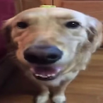 zazaboi691's Avatar'