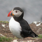 Unkle.Puffins's Avatar'