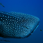 WhaleShark.'s Avatar'