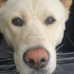 Bushrager.'s Avatar'