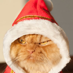 gato_noel's Avatar'