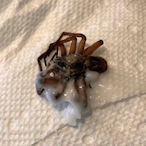 xBuddieBurgerx's Avatar'