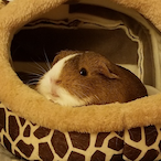 Tortellini28's Avatar'