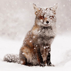 FoxedFoxes's Avatar'