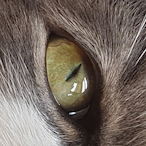 AizaRosa's Avatar'