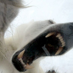 HungryP0larBear's Avatar'