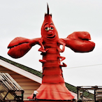 LobsterLover43's Avatar'