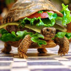 Bushido_Turtle's Avatar'
