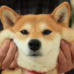 Respective's Avatar'