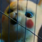 Mr.Bombastix's Avatar'