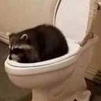 StuckRaccoon's Avatar'