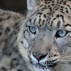 Yukihyochan's Avatar'