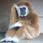 thinking-monkey's Avatar'