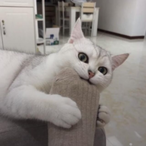 Kuzuha.LNT's Avatar'