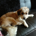 Como_Gamfrio's Avatar'