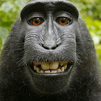 NardZard's Avatar'