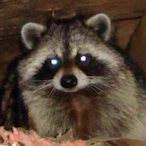 SN.Dati2314's Avatar'