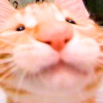 WipzCreeam's Avatar'