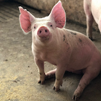 onIy use xim's Avatar'