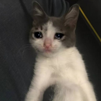 Sad_Cat.'s Avatar'