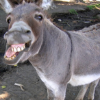 Fenerbok's Avatar'