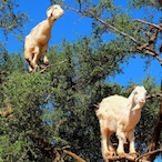CaMeL360_'s Avatar'
