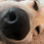 RylanDaMonke's Avatar'