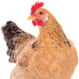 Chickennn.