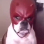 zzZigbin's Avatar'