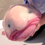Littleblobfish's Avatar'