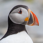 Puffin.man's Avatar'
