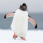 SubParPenguin's Avatar'