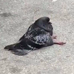 Lil_pigeon's Avatar'