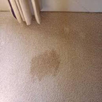 WetCarpet100's Avatar'