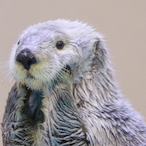 NINJA_OTTER's Avatar'