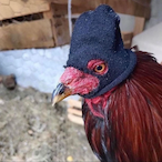 GRS_ZeroAgain's Avatar'