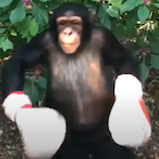 MonkeyTom's Avatar'