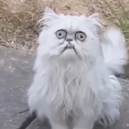 lemonyapples's Avatar'