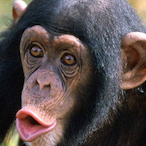 ChimpingOut's Avatar'