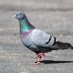 french.pigeon's Avatar'