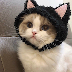 NekoIsToxic's Avatar'