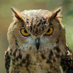 NowlZeo's Avatar'
