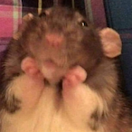 BirotitoSalao's Avatar'