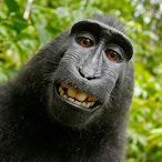 MeMonke_'s Avatar'