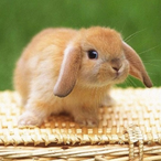 FunnyBunny007's Avatar'