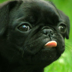 Some_Jerry's Avatar'