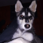 Linkman2787's Avatar